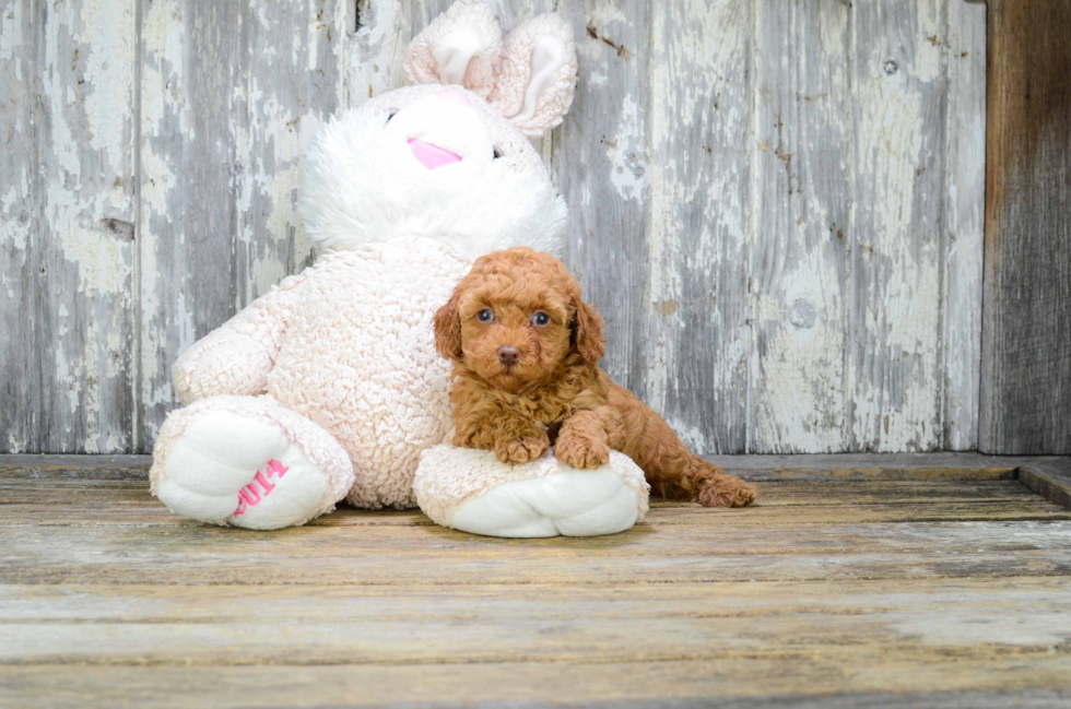 Best Cavapoo Baby