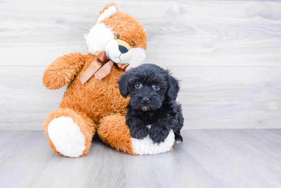 Havanese Pup Being Cute