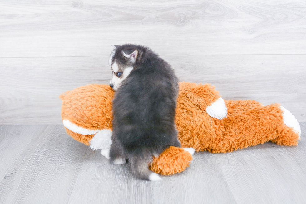 Pomsky Puppy for Adoption