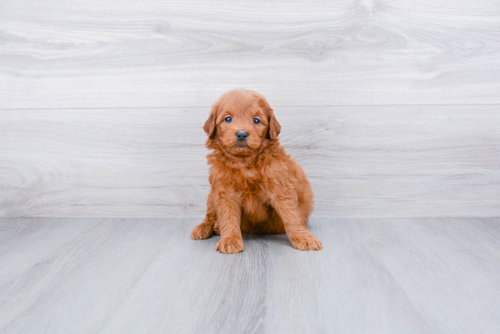 Mini Goldendoodle Pup Being Cute