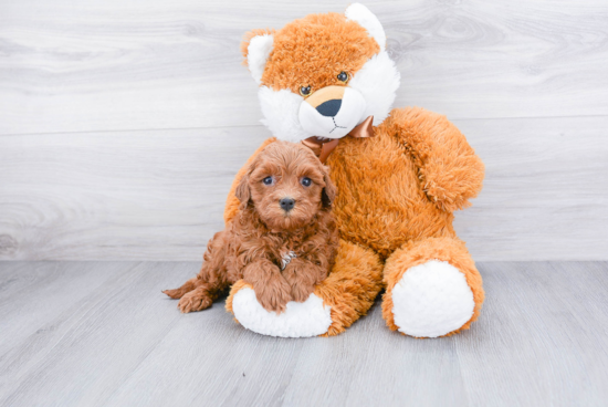 Mini Goldendoodle Pup Being Cute