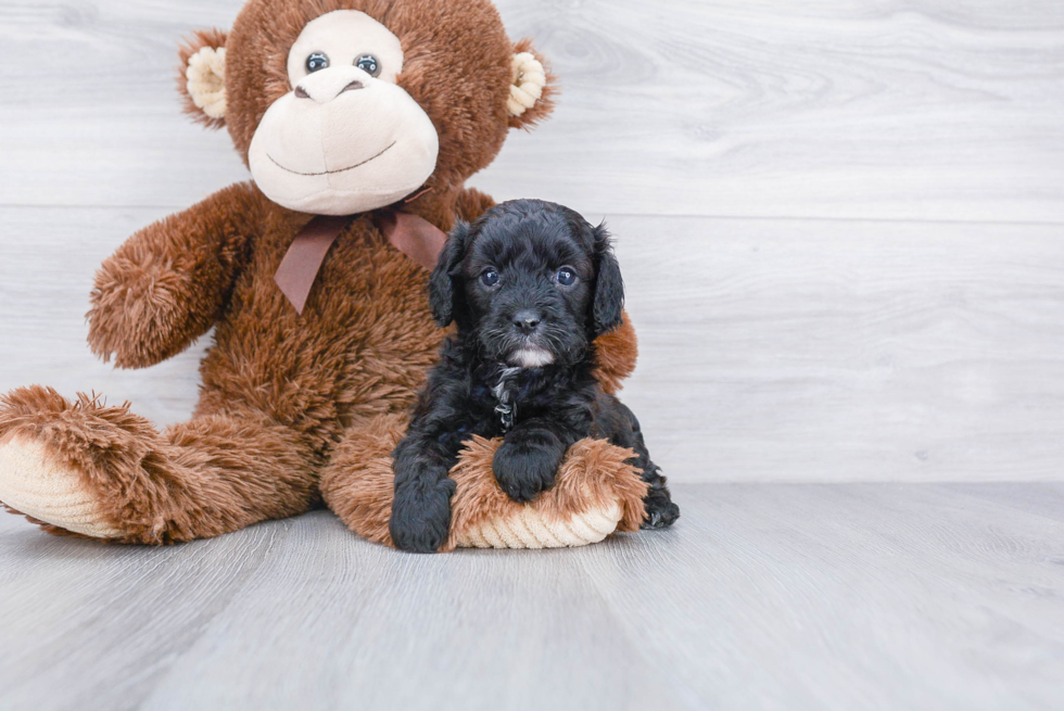 Smart Cavapoo Poodle Mix Pup