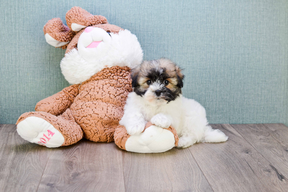 Best Havanese Baby