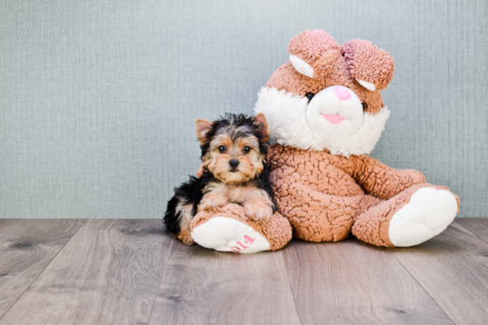 Best Morkie Baby