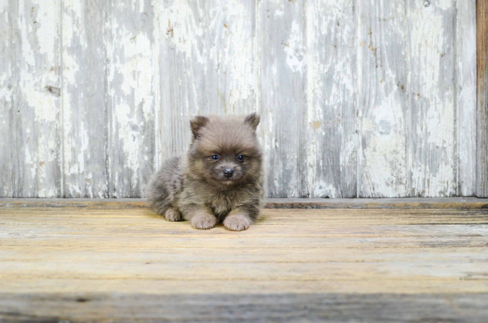 Best Pomeranian Baby