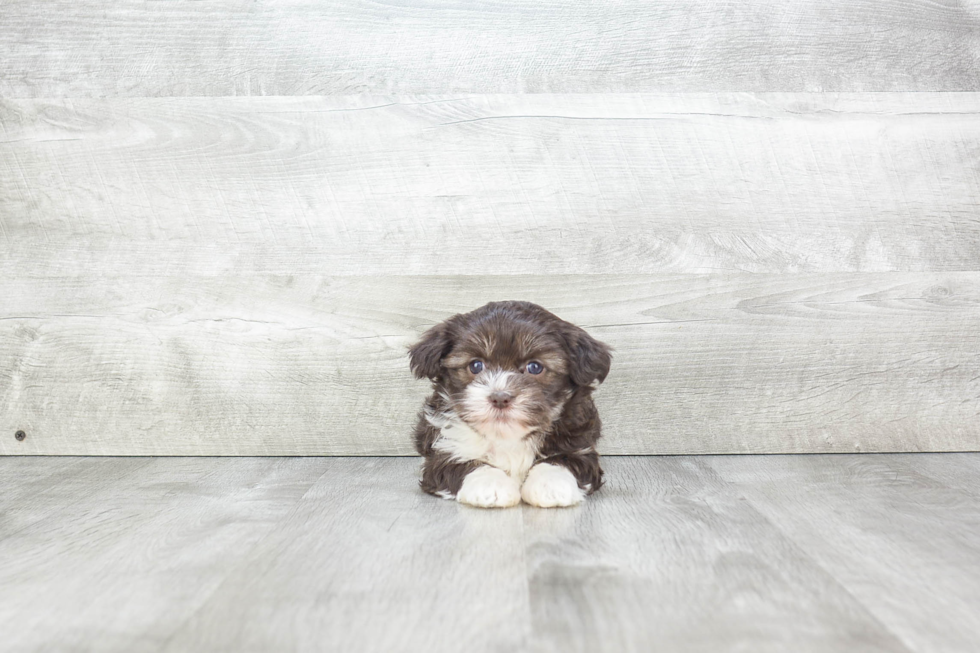 Funny Havanese Purebred Pup