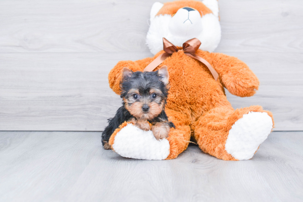 Meet Nugget - our Yorkshire Terrier Puppy Photo 