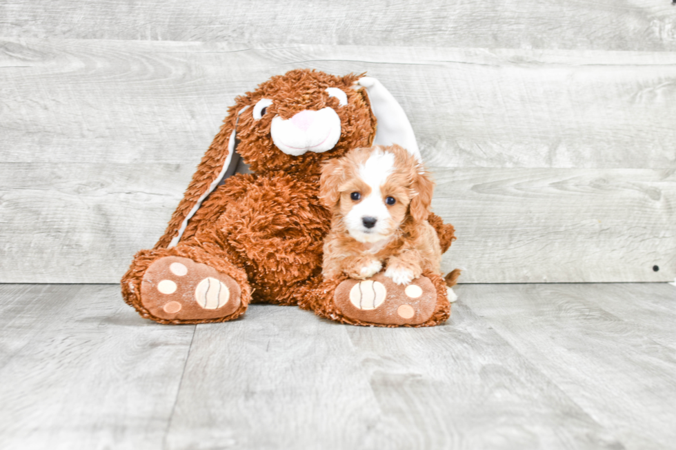 Cavapoo Pup Being Cute