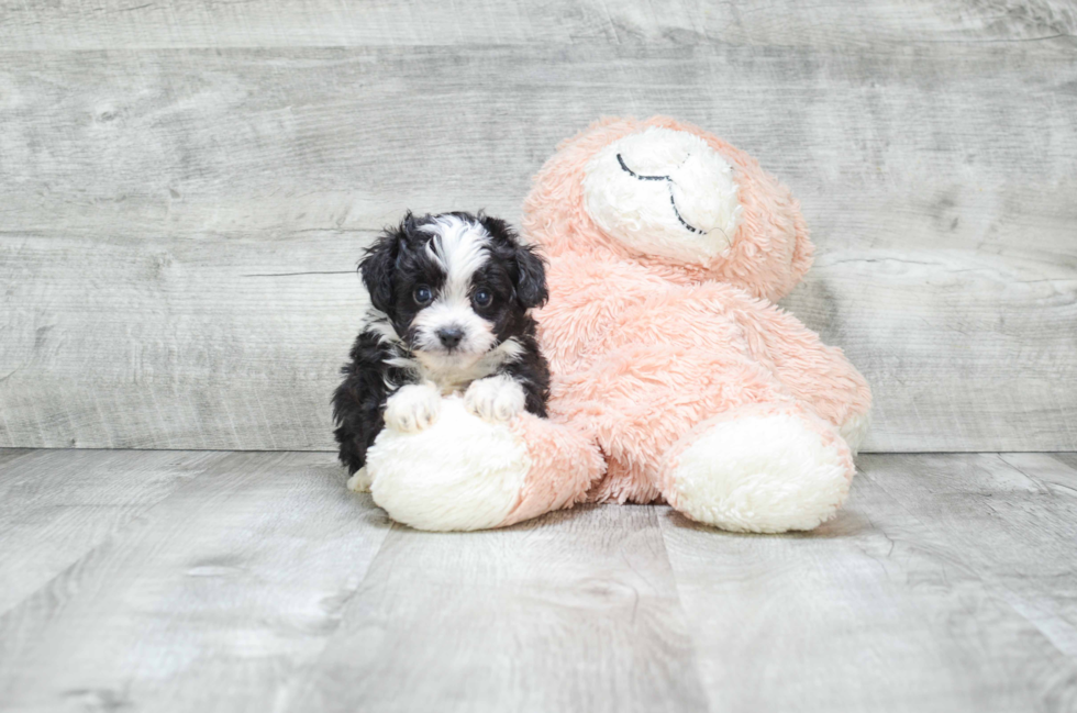 Playful Aussiepoo Poodle Mix Puppy