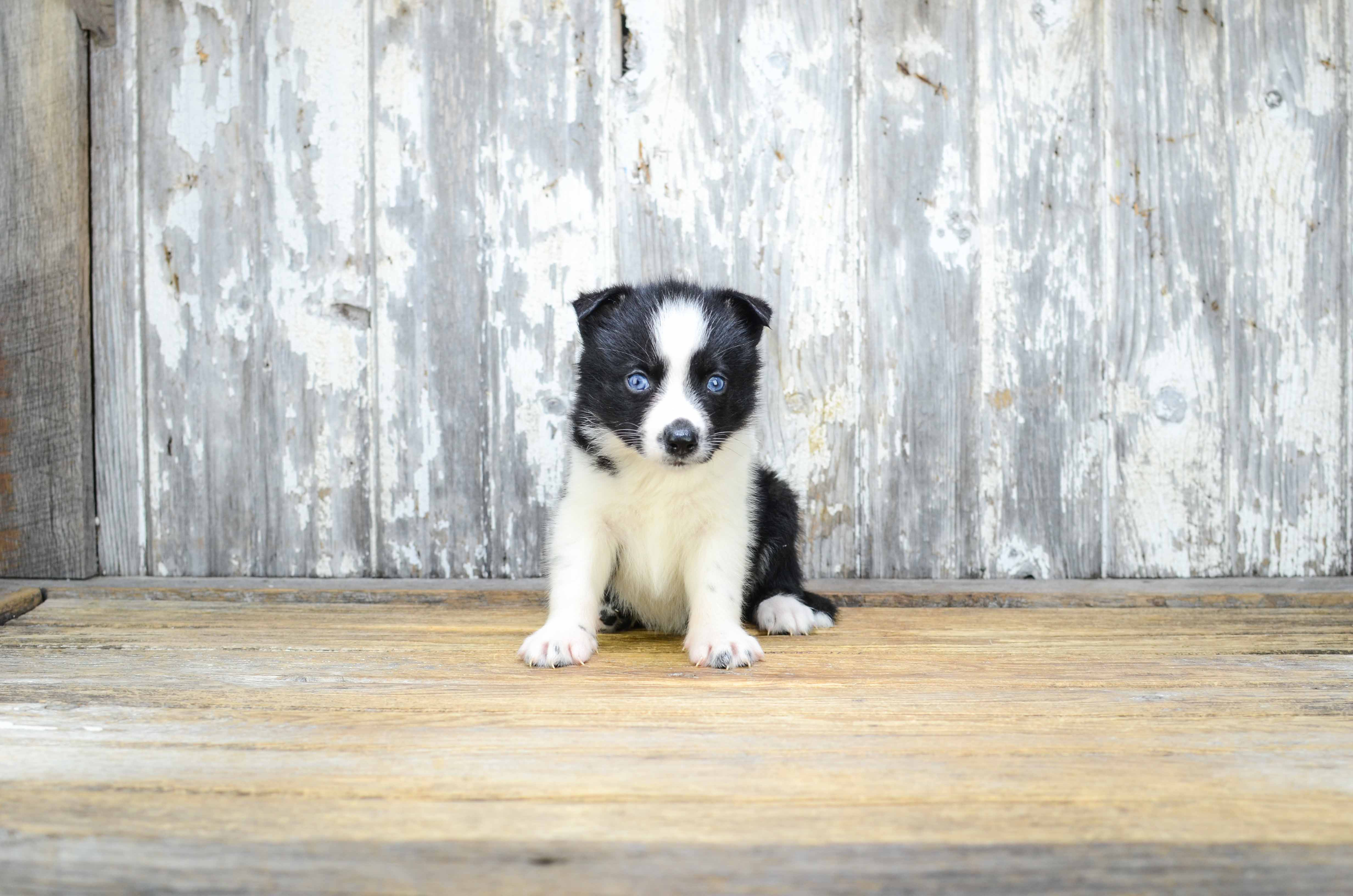 Sweet Pomsky Baby