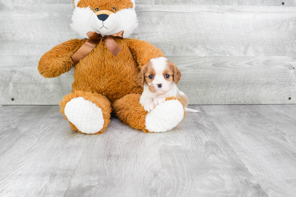 Cavalier King Charles Spaniel Puppy for Adoption