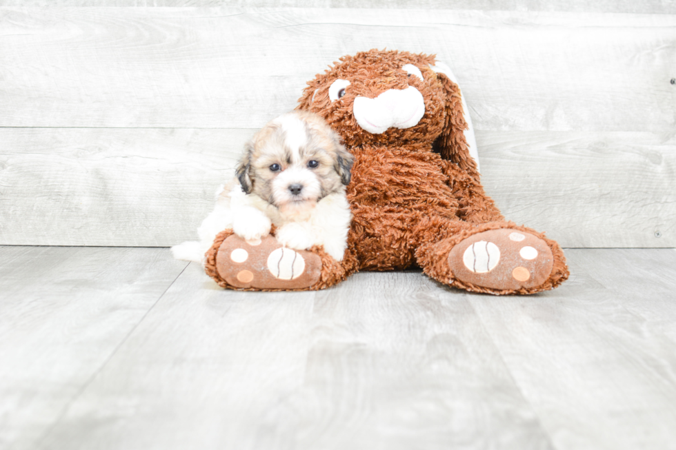 Fluffy Teddy Bear Designer Pup