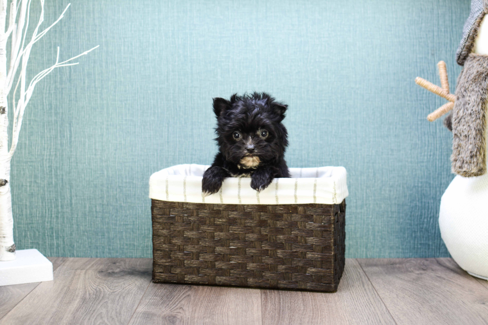 Adorable Yorkie Designer Puppy