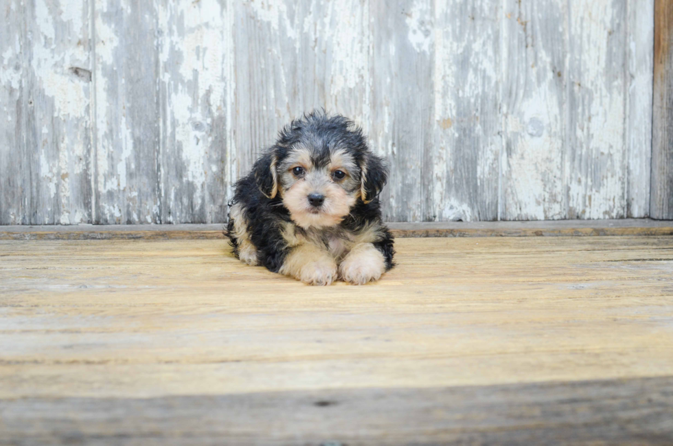 Best Yorkie Poo Baby