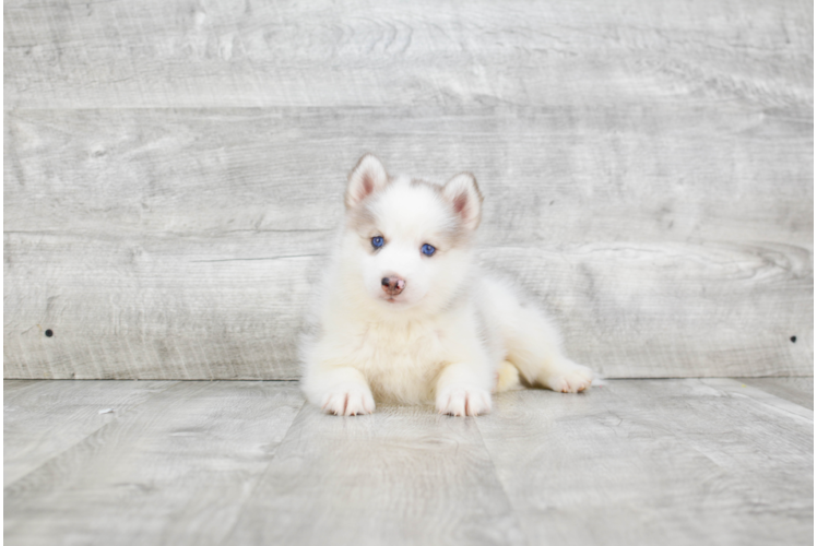 Petite Pomsky Designer Pup