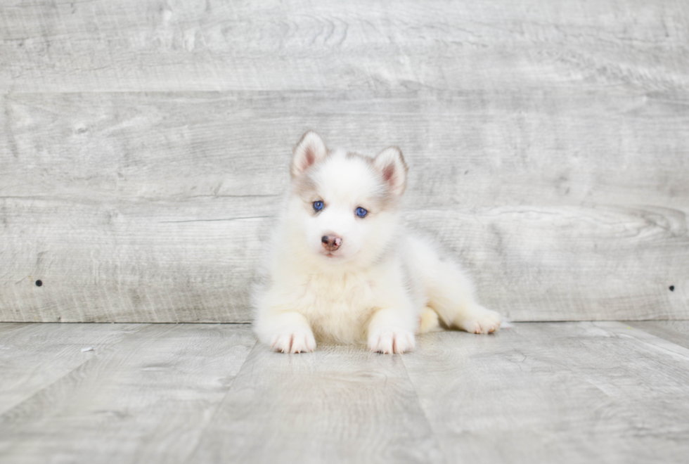 Petite Pomsky Designer Pup