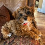 Little Mini Aussiedoodle Poodle Mix Pup