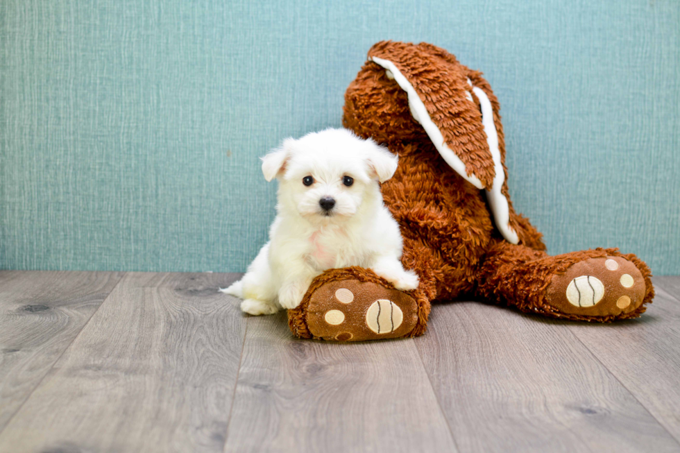 Maltese Puppy for Adoption