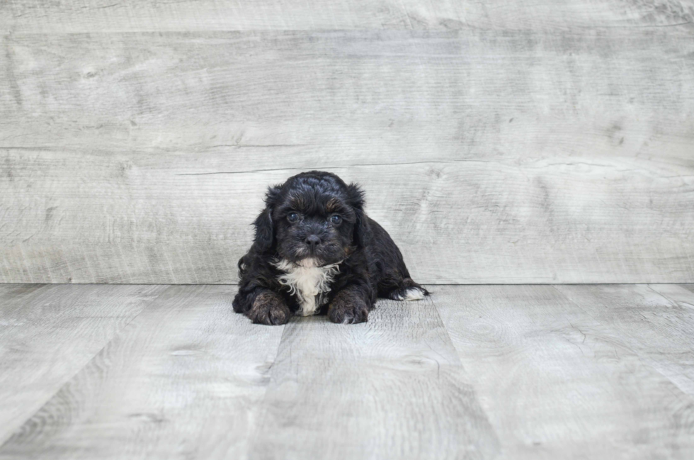 Energetic Yorkie Doodle Poodle Mix Puppy