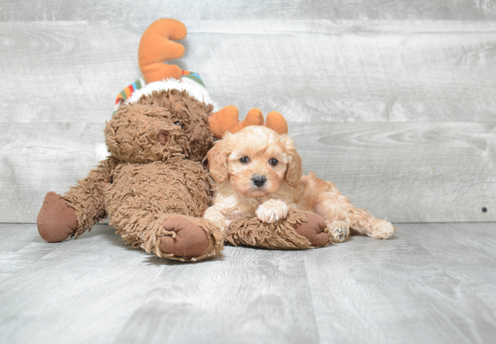 Cute Cavapoo Baby