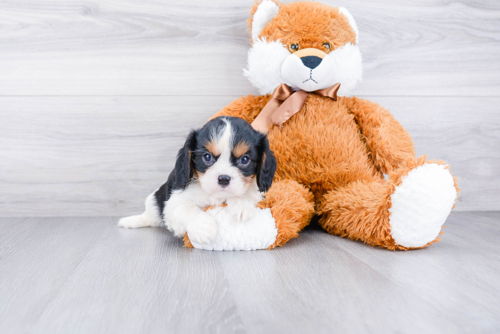 Cavalier King Charles Spaniel Puppy for Adoption