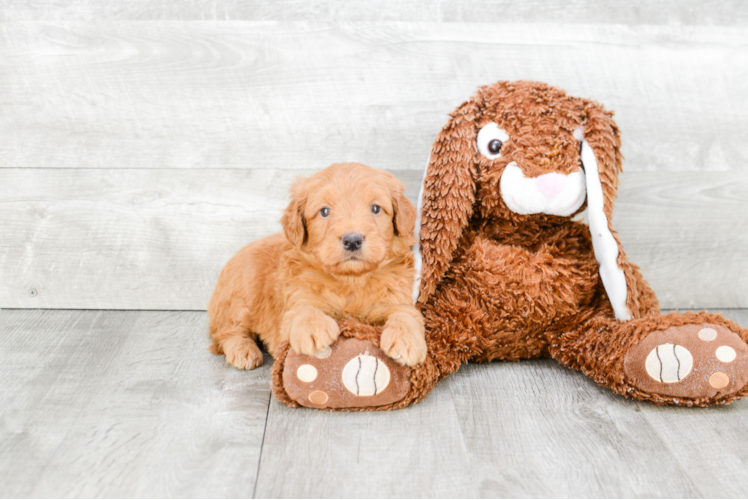 Mini Goldendoodle Pup Being Cute