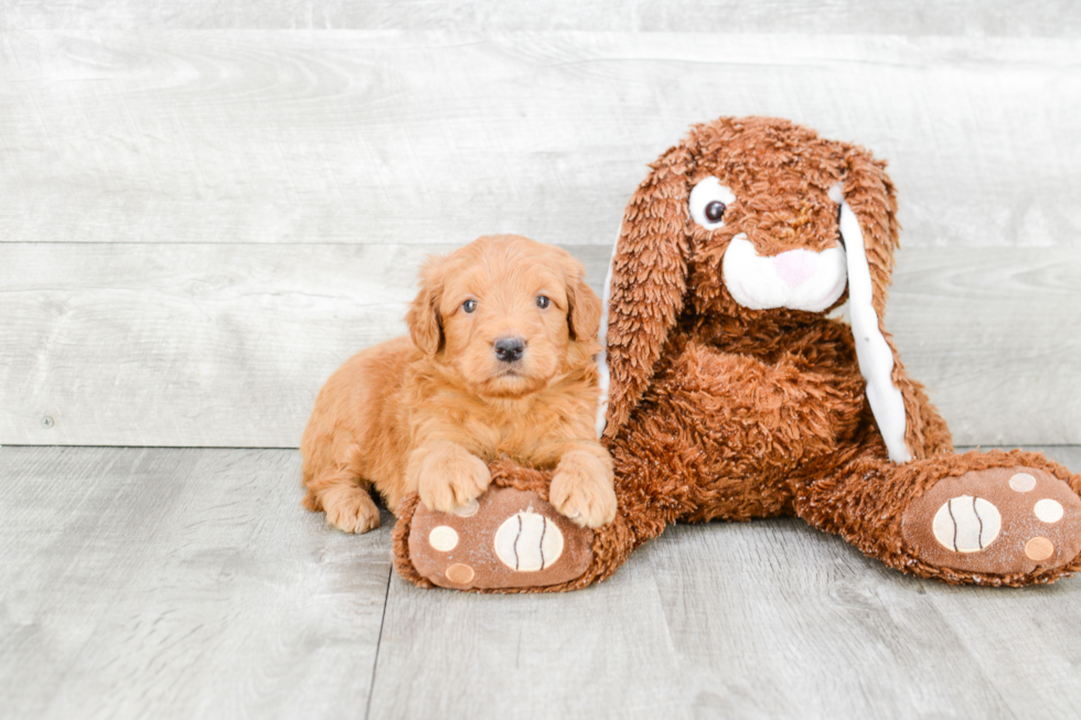 Mini Goldendoodle Pup Being Cute