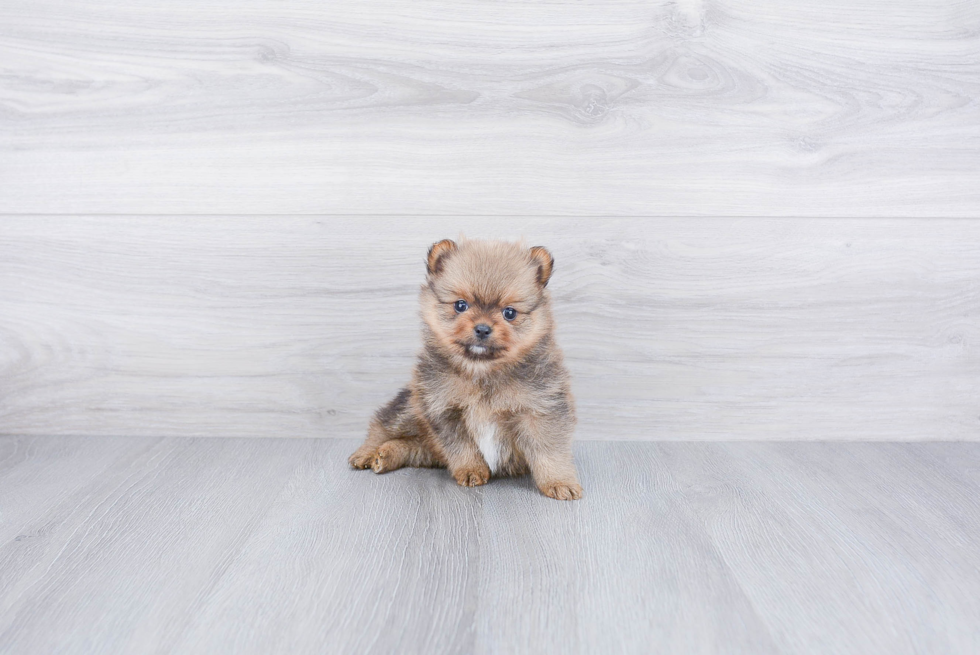 Akc Registered Pomeranian Baby