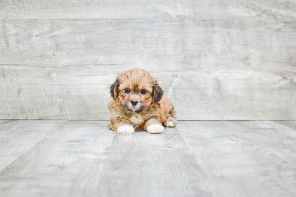 Teddy Bear Pup Being Cute