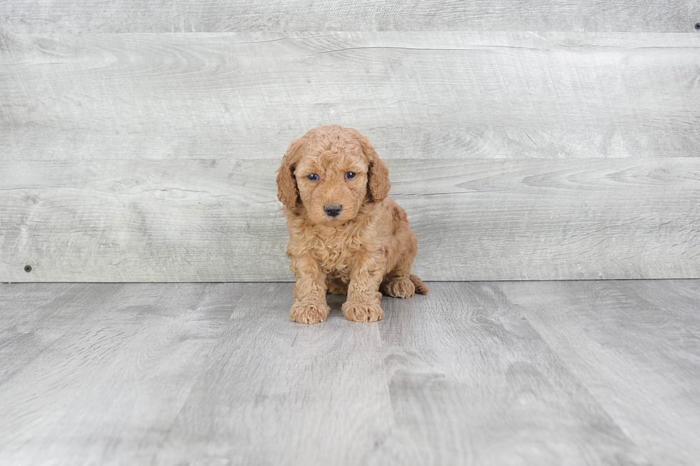 Sweet Mini Goldendoodle Baby