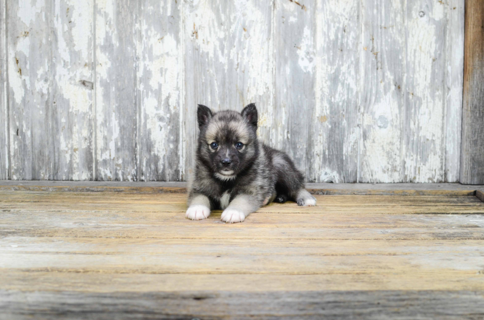 Pomsky Puppy for Adoption