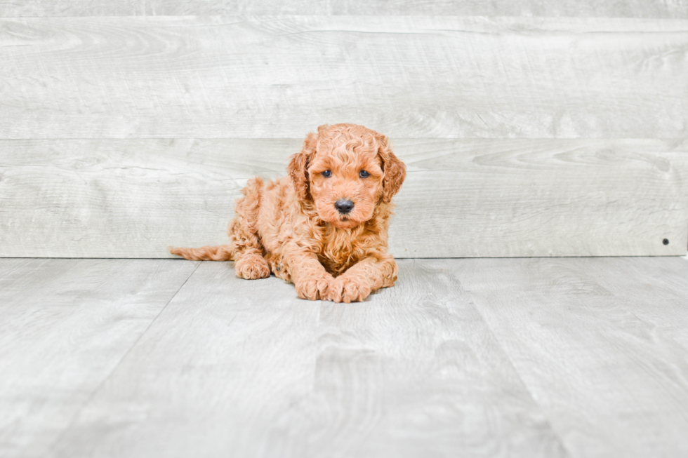 Happy Mini Goldendoodle Baby