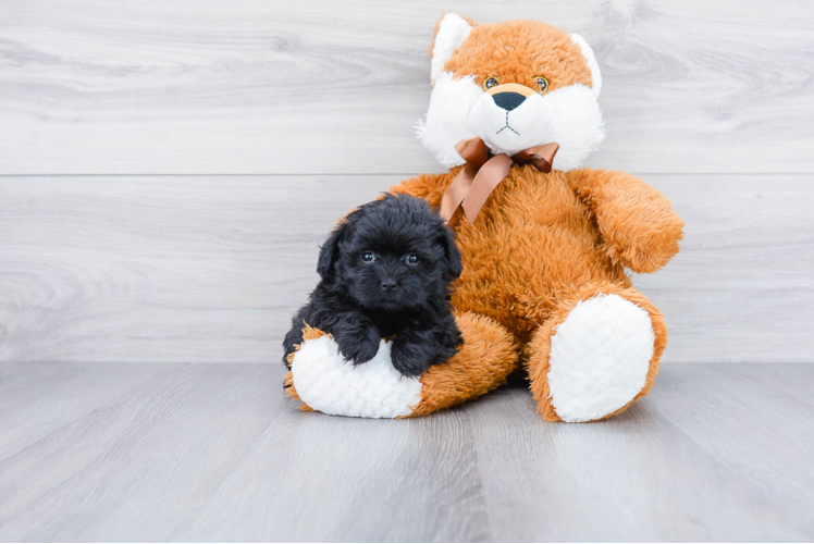 Petite Maltipoo Poodle Mix Pup