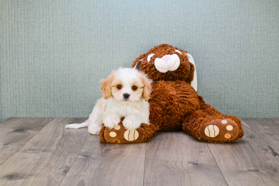 Popular Cavachon Designer Pup