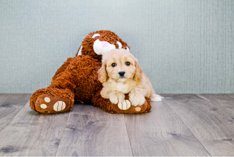 Best Cavachon Baby