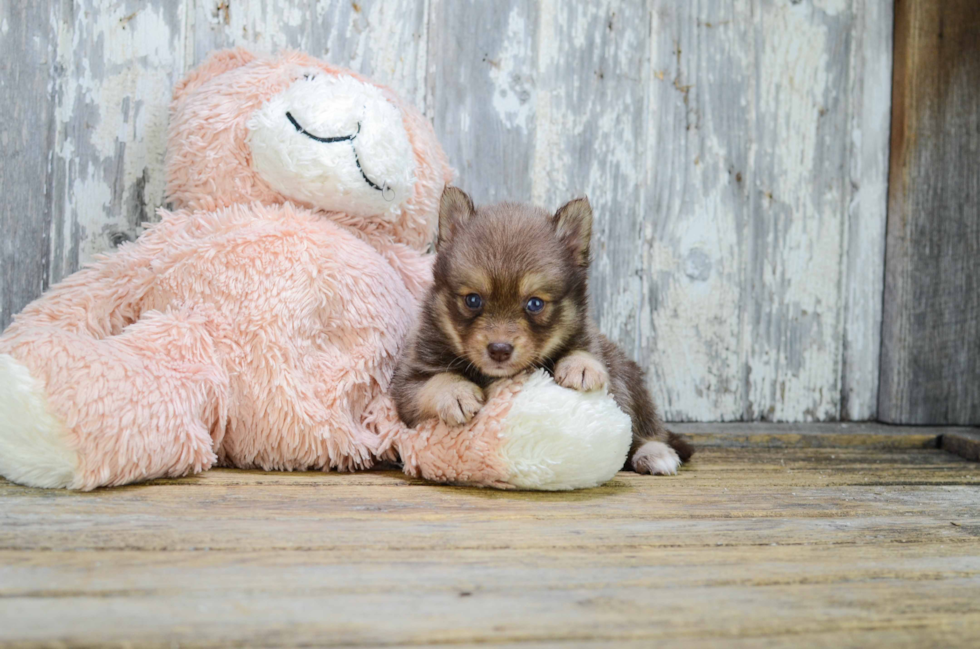 Smart Pomsky Designer Pup