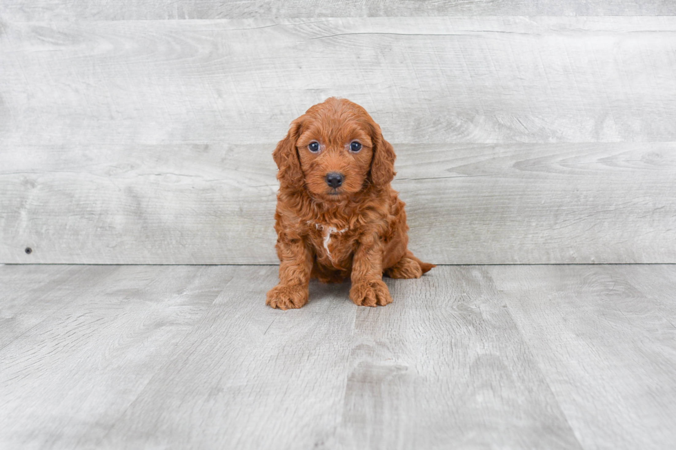 Cute Mini Goldendoodle Baby