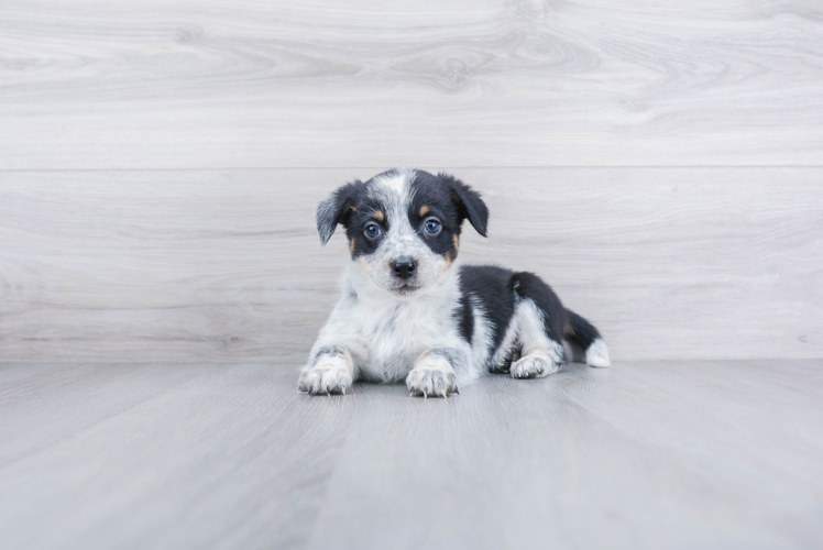 Cute Cowboy Corgi Mix Puppy