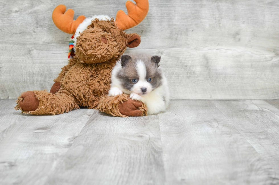 Pomeranian Pup Being Cute