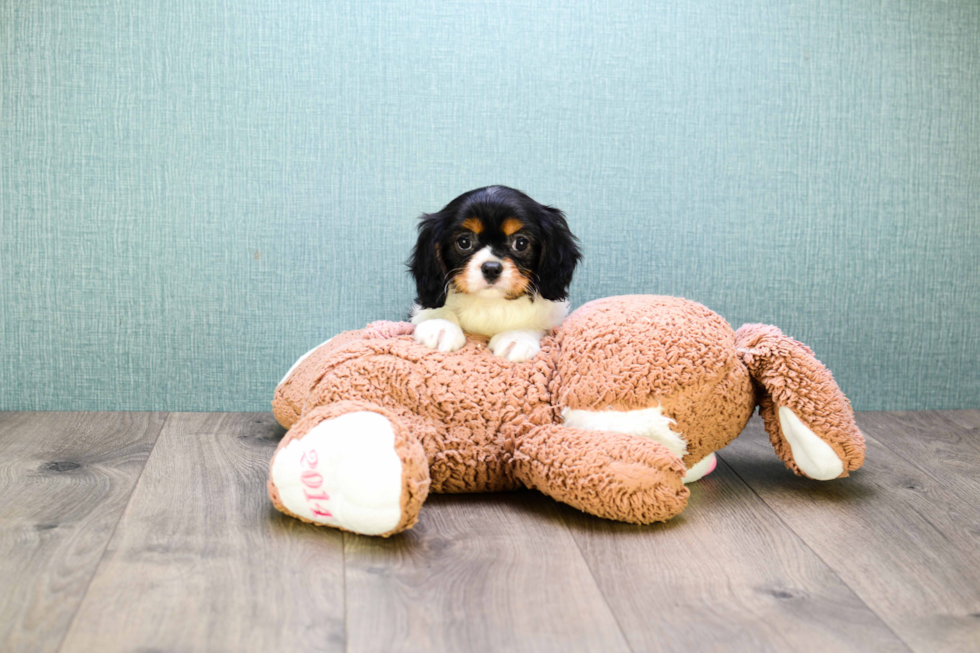 Playful Cavalier King Charles Spaniel Purebred Pup