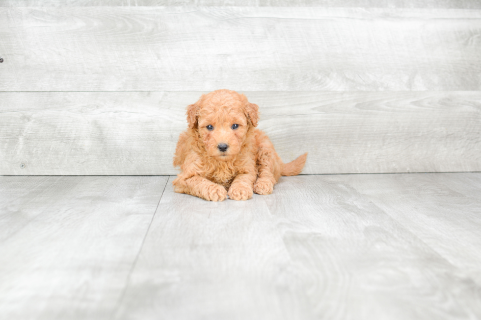 Mini Goldendoodle Pup Being Cute