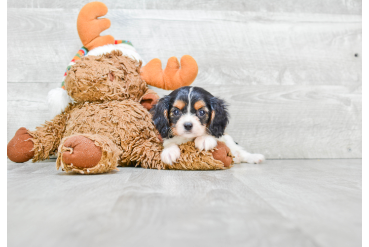 Smart Cavalier King Charles Spaniel Purebred Puppy