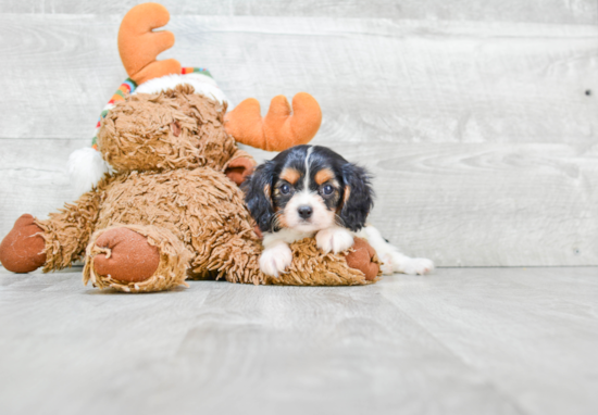 Smart Cavalier King Charles Spaniel Purebred Puppy