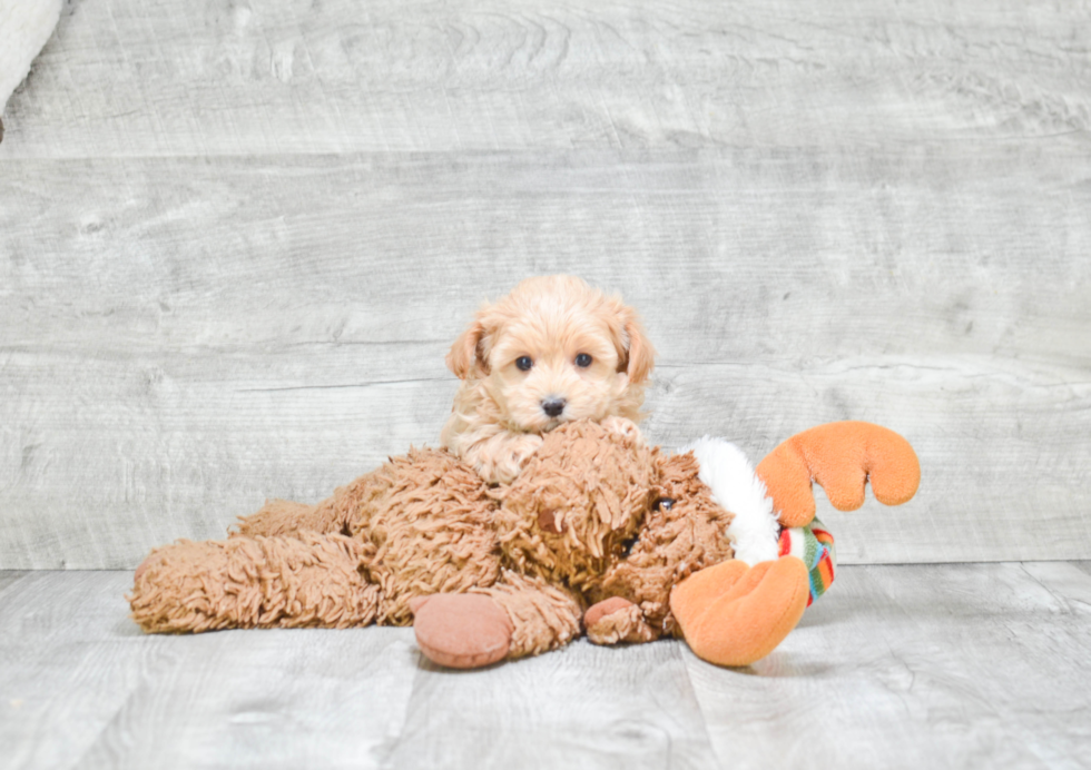 Maltipoo Puppy for Adoption