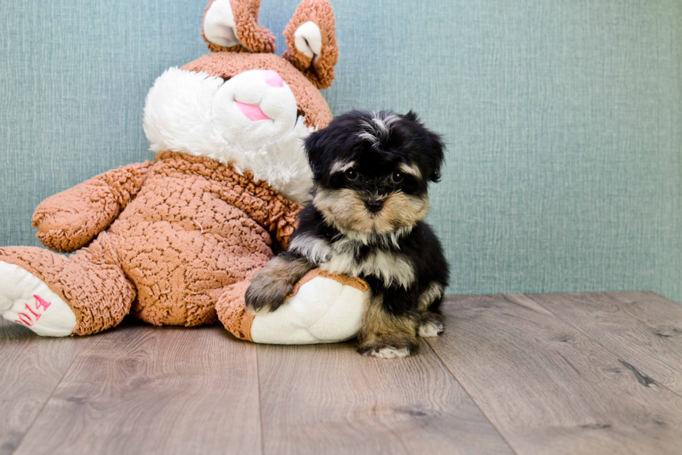 Morkie Pup Being Cute