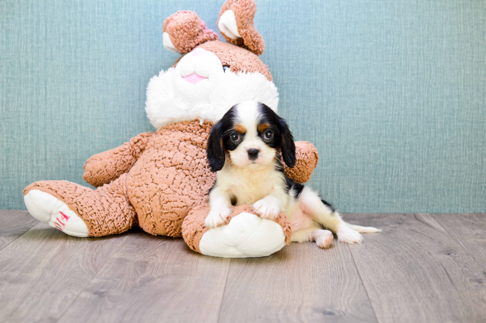 Happy Cavalier King Charles Spaniel Purebred Puppy