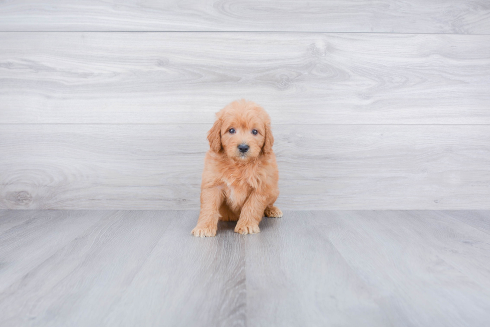 Mini Goldendoodle Puppy for Adoption