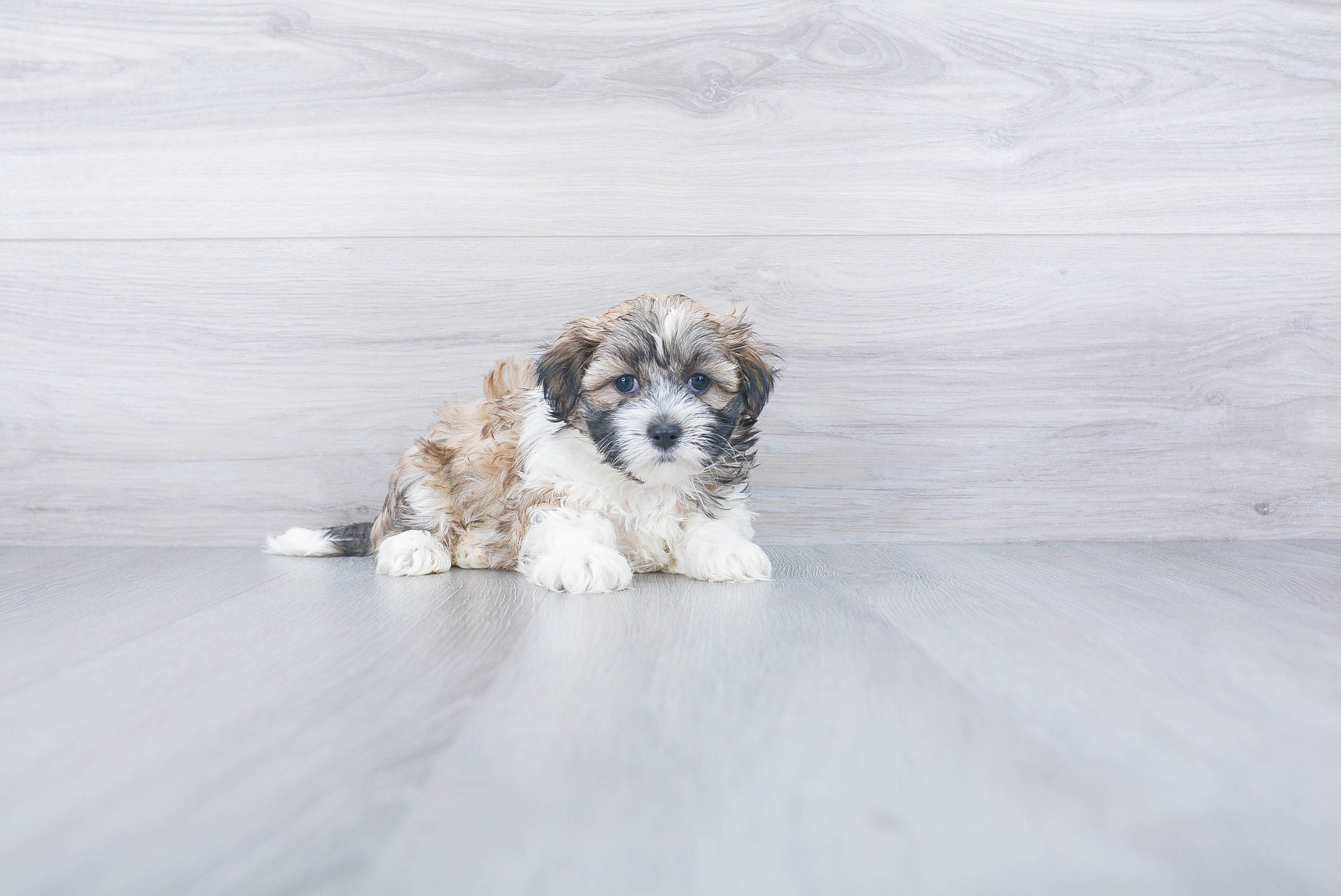 Teddy Bear Pup Being Cute