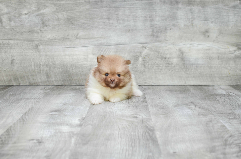 Sweet Pomeranian Purebred Puppy