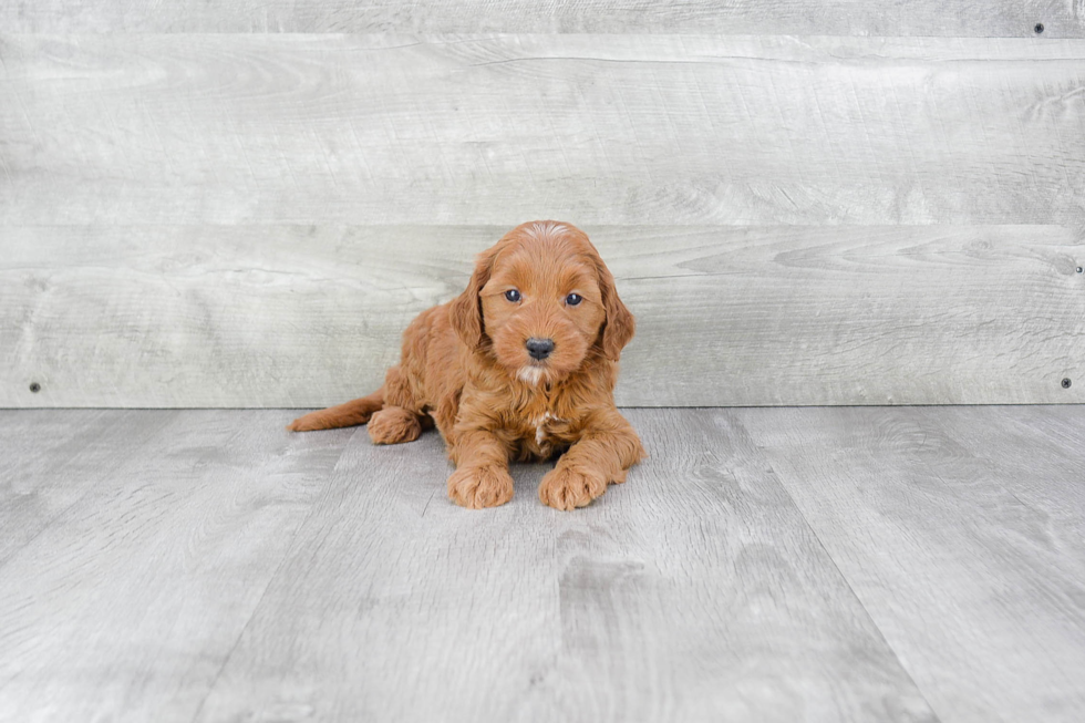 Best Mini Goldendoodle Baby